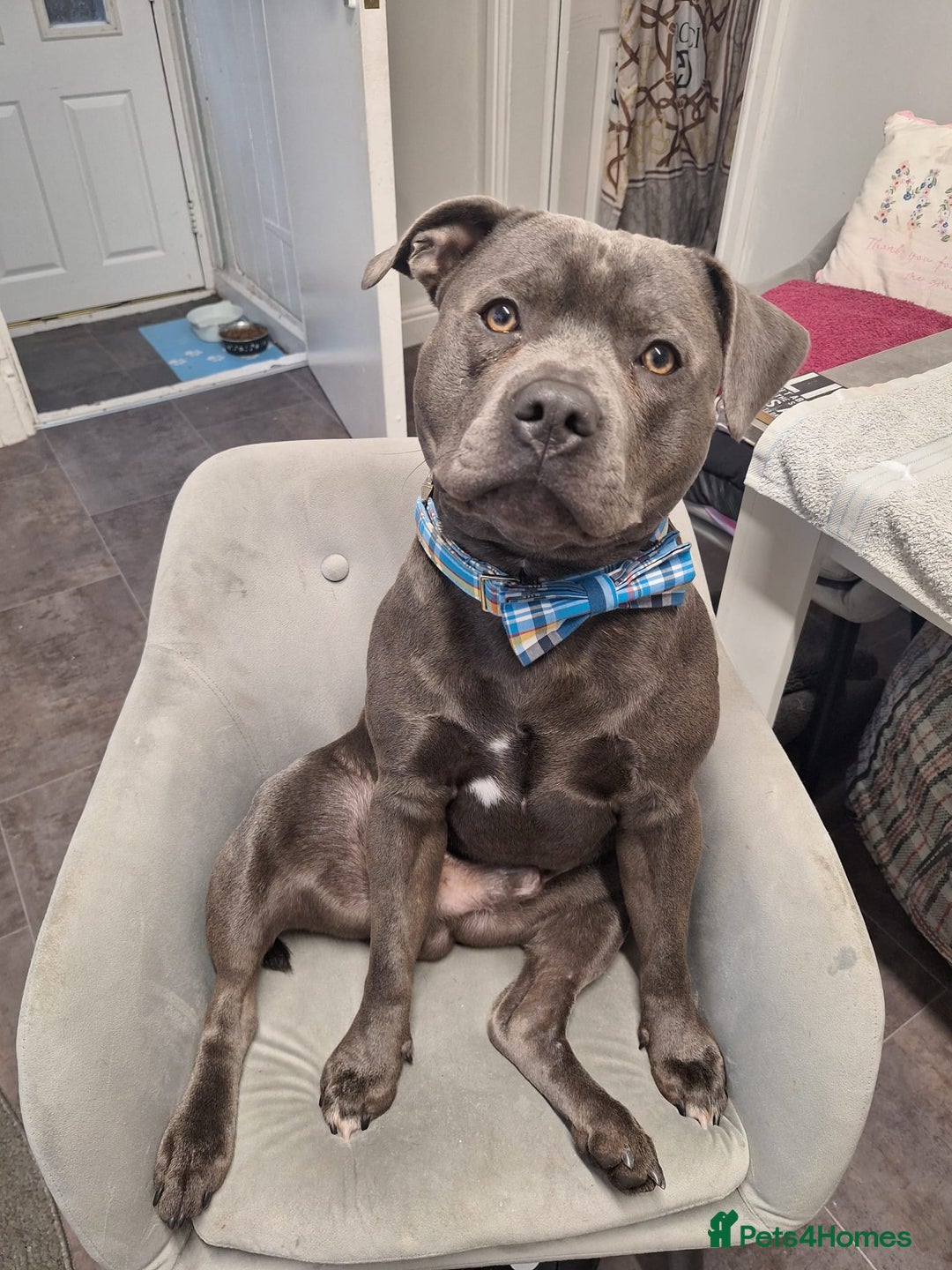 Staffordshire Bull Terrier dogs for stud: **FOR STUD** KC REGISTERED BLUE STAFF BULL TERRIOR - Advert 4