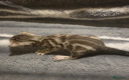 Bengal cats for sale: Rare Bengal babies - Image 4