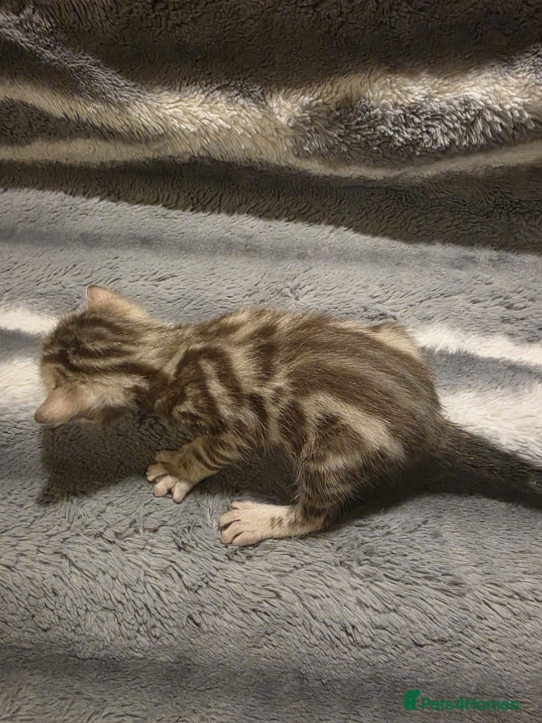 Bengal cats for sale: Rare Bengal babies - Image 4