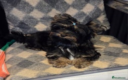 Yorkshire Terrier dogs for sale: Yorkshire Terrier Carrier- tan and black  - Image 4