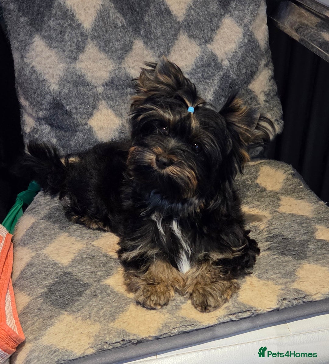 Yorkshire Terrier dogs for sale: Yorkshire Terrier Carrier- tan and black  - Image 4