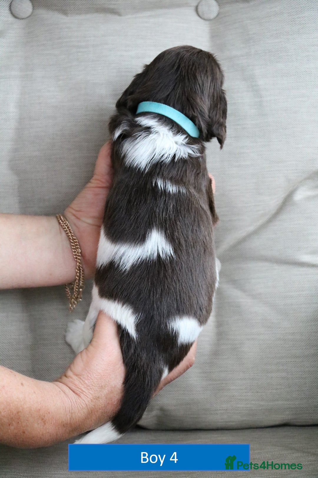English Springer Spaniel dogs for sale: Health Tested English Springer Spaniel Puppies - Image 11