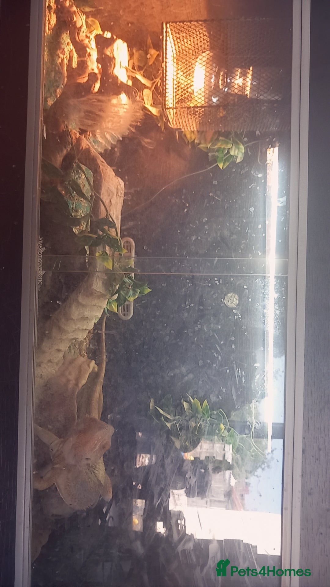 Bearded Dragon reptiles for sale:  Bearded dragon  - Image 2