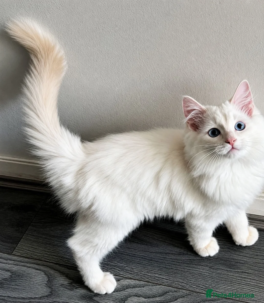 Ragdoll cats for sale: 1 Rare Cream Point Ragdoll Kitten Available - Advert 12