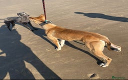 Lurcher dogs for sale: Bull cross puppies  - Image 15