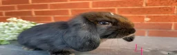 Mini Lop rabbits for sale: 🥕🐰Beautiful mini lops🐰🥕 - Advert 10