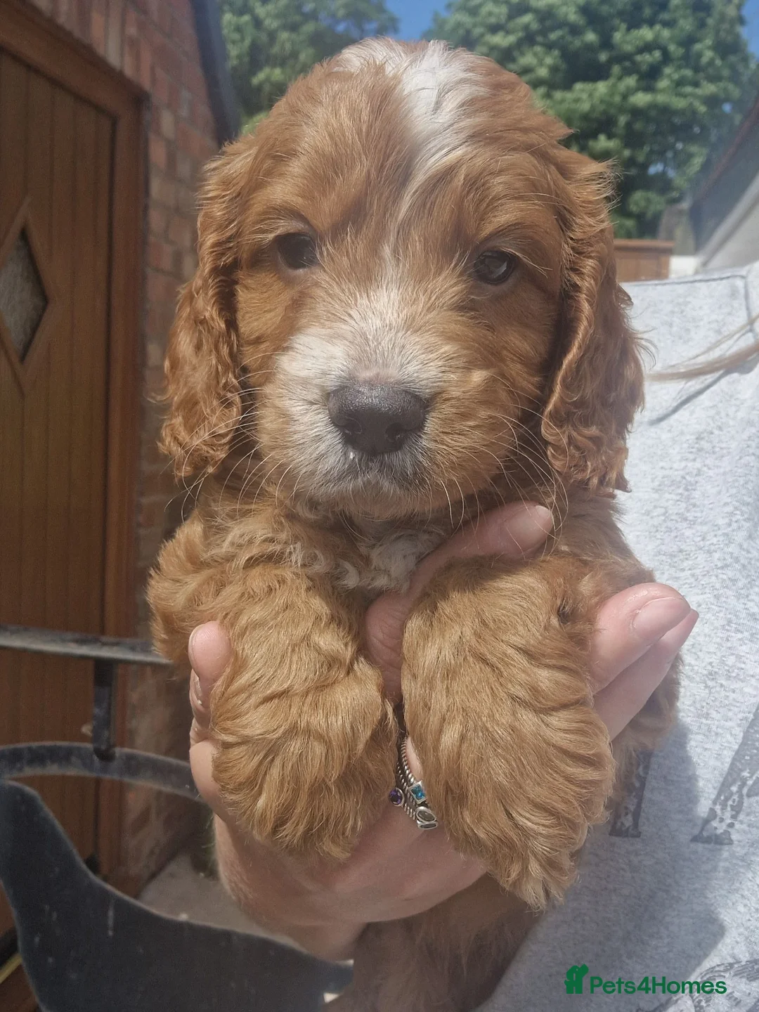 Cockapoo dogs for sale: STUNNING HEALTH TESTED F1 COCKAPOOS READY NOW - Advert 2