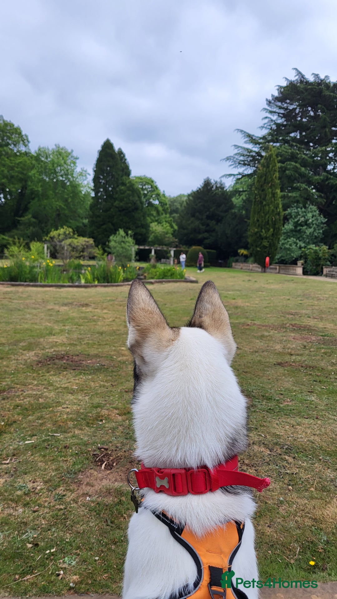 Siberian Husky dogs for sale: Our amazing Siberian Husky "Rocky" - Advert 15