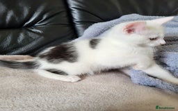 Mixed Breed cats for sale: 2 kittens for sale - Image 2