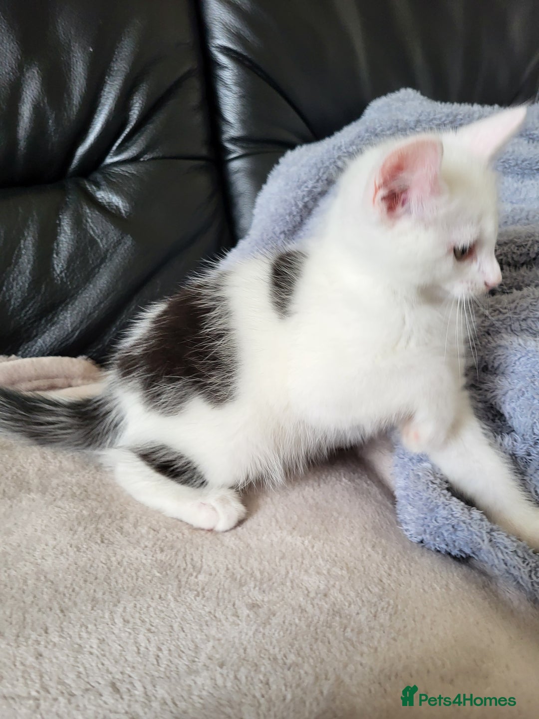 Mixed Breed cats for sale: 2 kittens for sale - Image 2