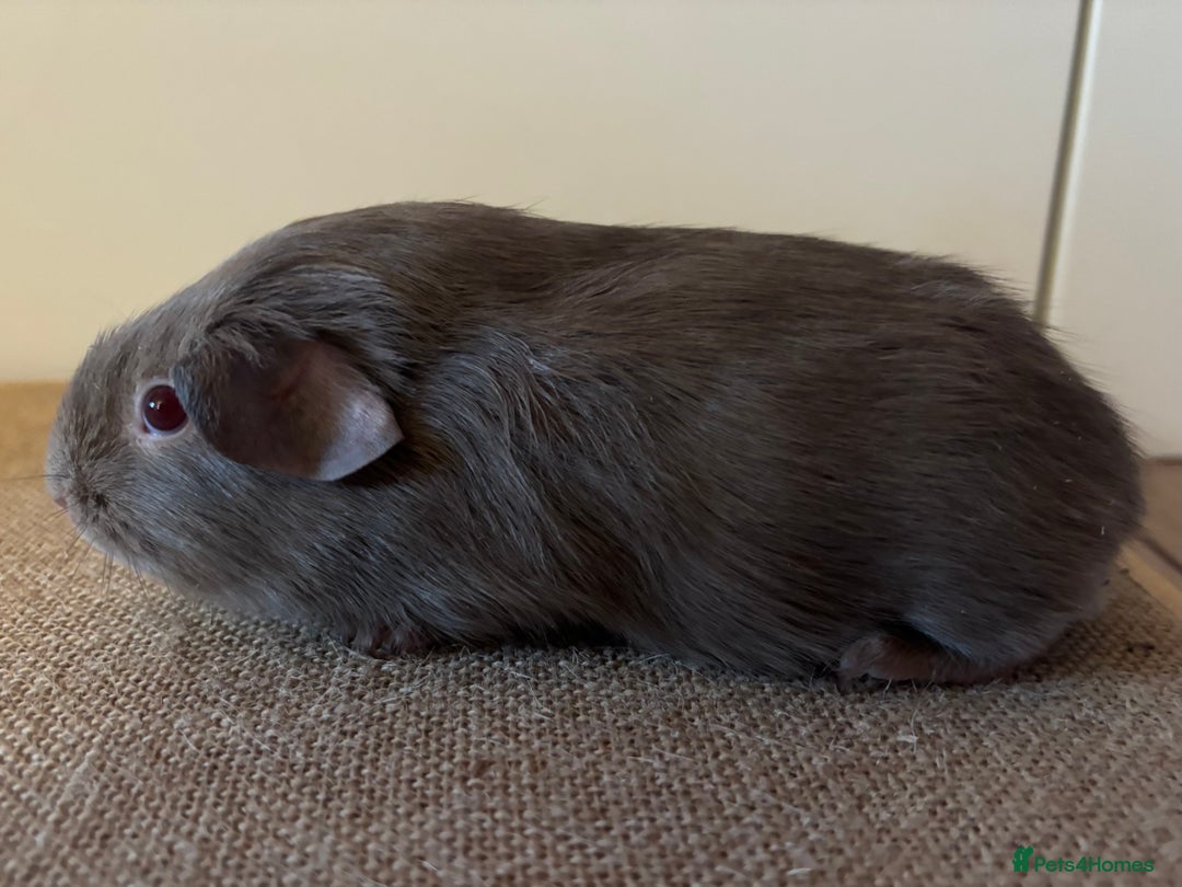 Guinea Pig rodents for sale: Purebred Lilac Self Guinea Pigs  - Image 6