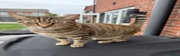 Mixed Breed cats for sale: 2 x Tabby Cats for Rehoming - Advert 3