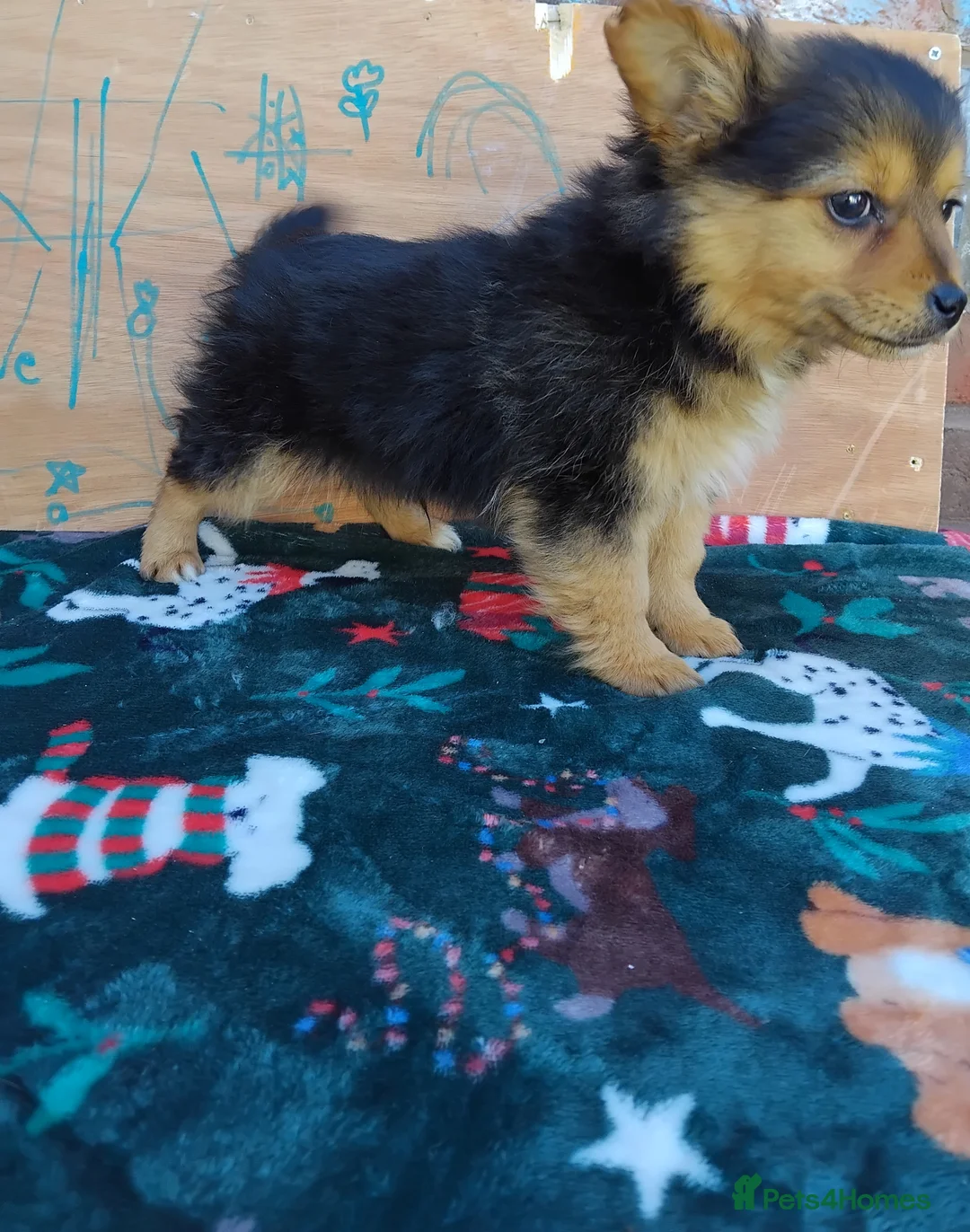 Pomchi dogs for sale: 4 beautiful black and tan pomchi puppies  - Advert 9