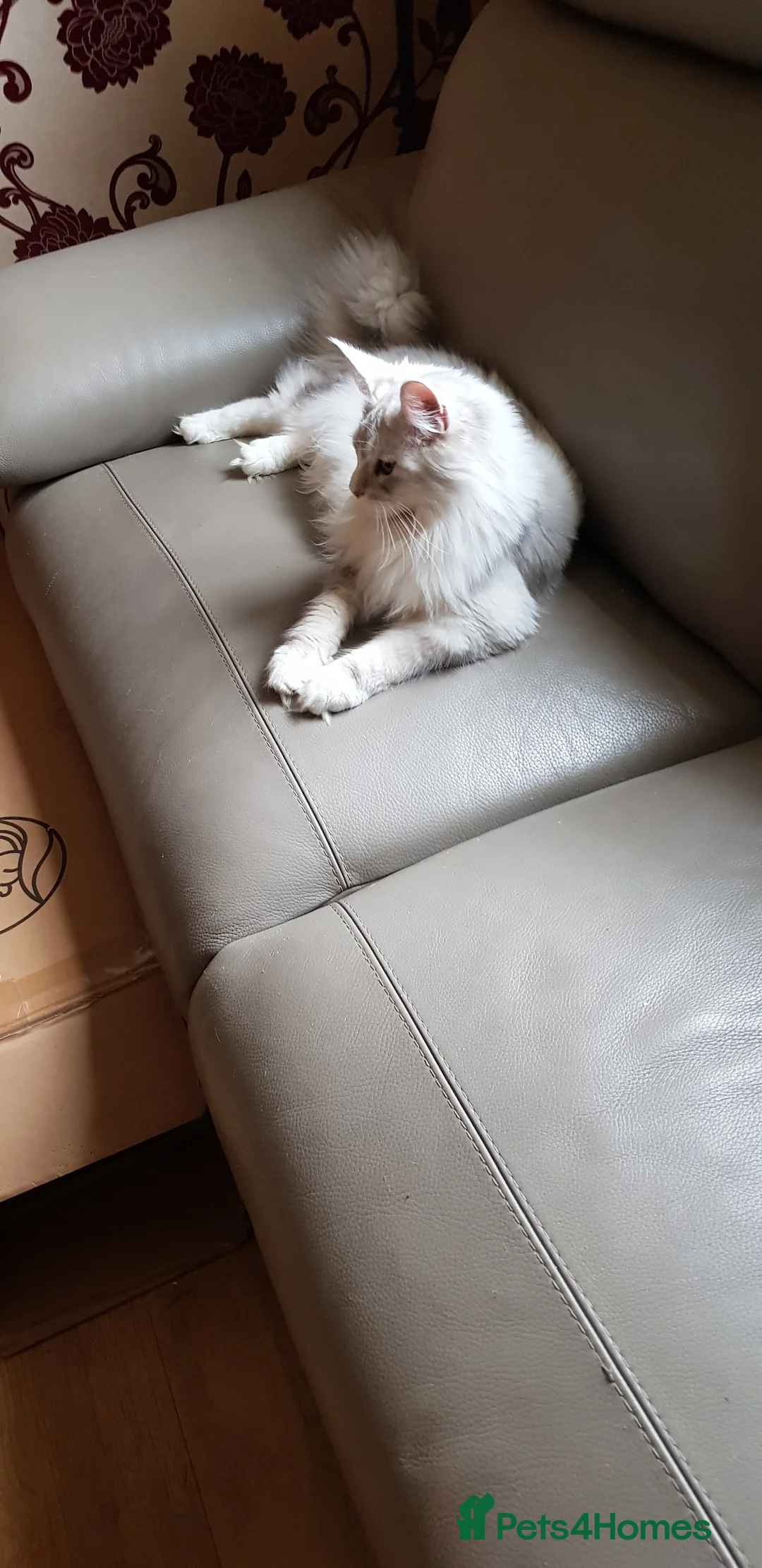 Maine Coon cats for sale: TICA registered Maine coons  - Advert 1