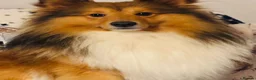Shetland Sheepdog dogs for stud: Two amazing Shetland sheepdogs available for stud  - Advert 13