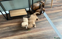 Golden Retriever dogs for sale: Golden retriever, puppies ready now - Image 4