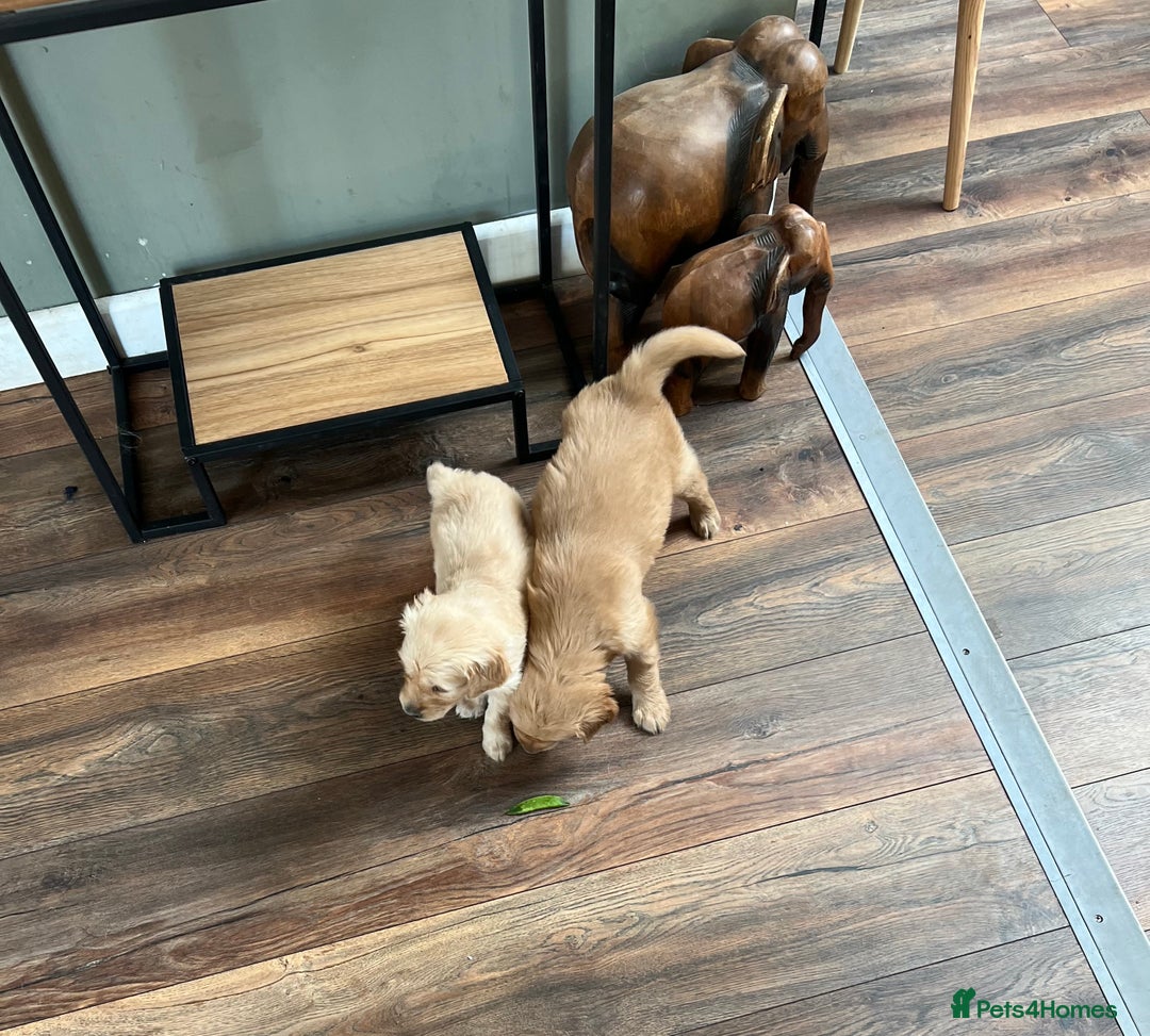 Golden Retriever dogs for sale: Golden retriever, puppies ready now - Image 4
