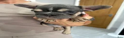 French Bulldog dogs for sale: French bulldog puppies  - Advert 15