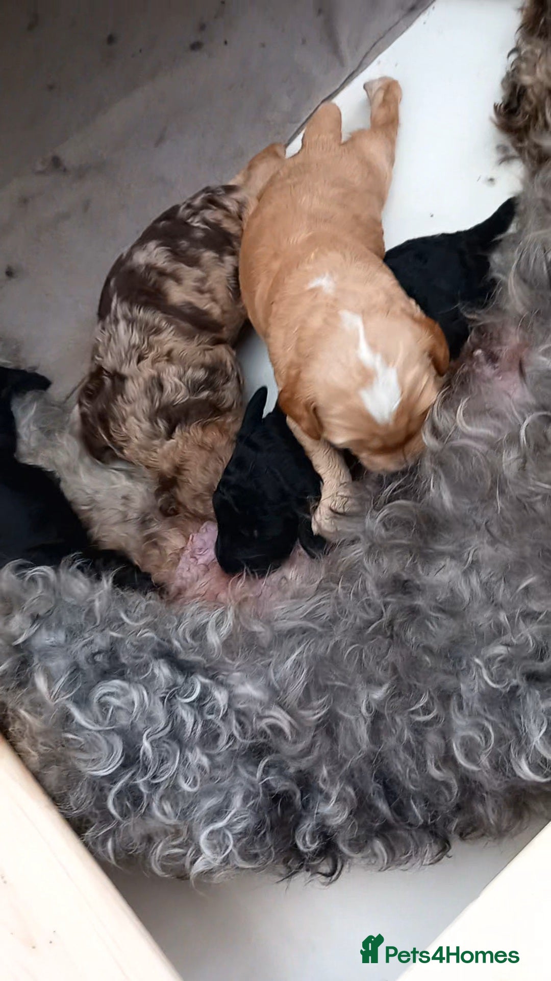 Cockapoo dogs for sale: Cockapoo babies - Image 2