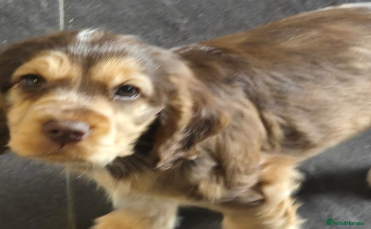 Cocker Spaniel dogs Quality Bred Show Type Cocker Spaniel Puppies - Advert 2