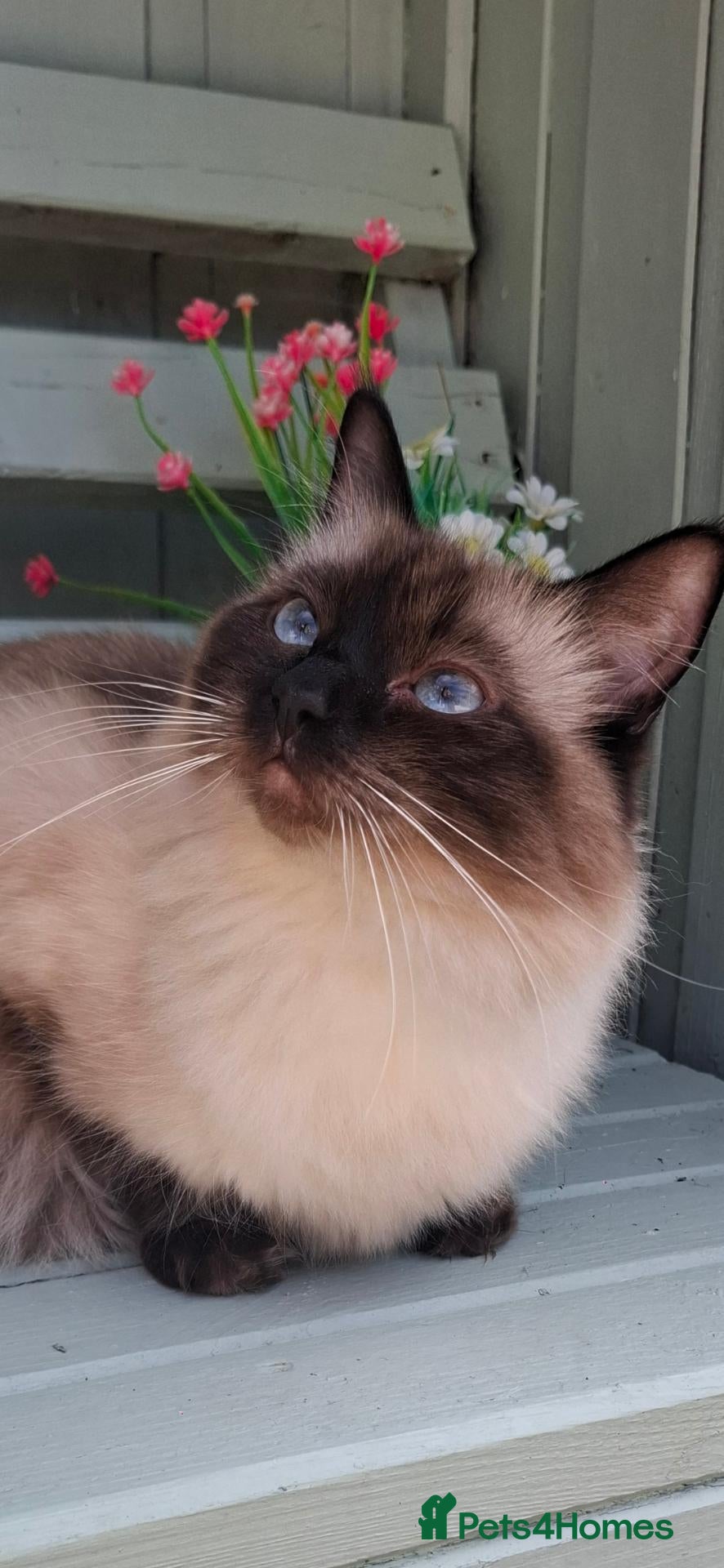 Ragdoll cats Blue Ragdoll boy - Advert 1