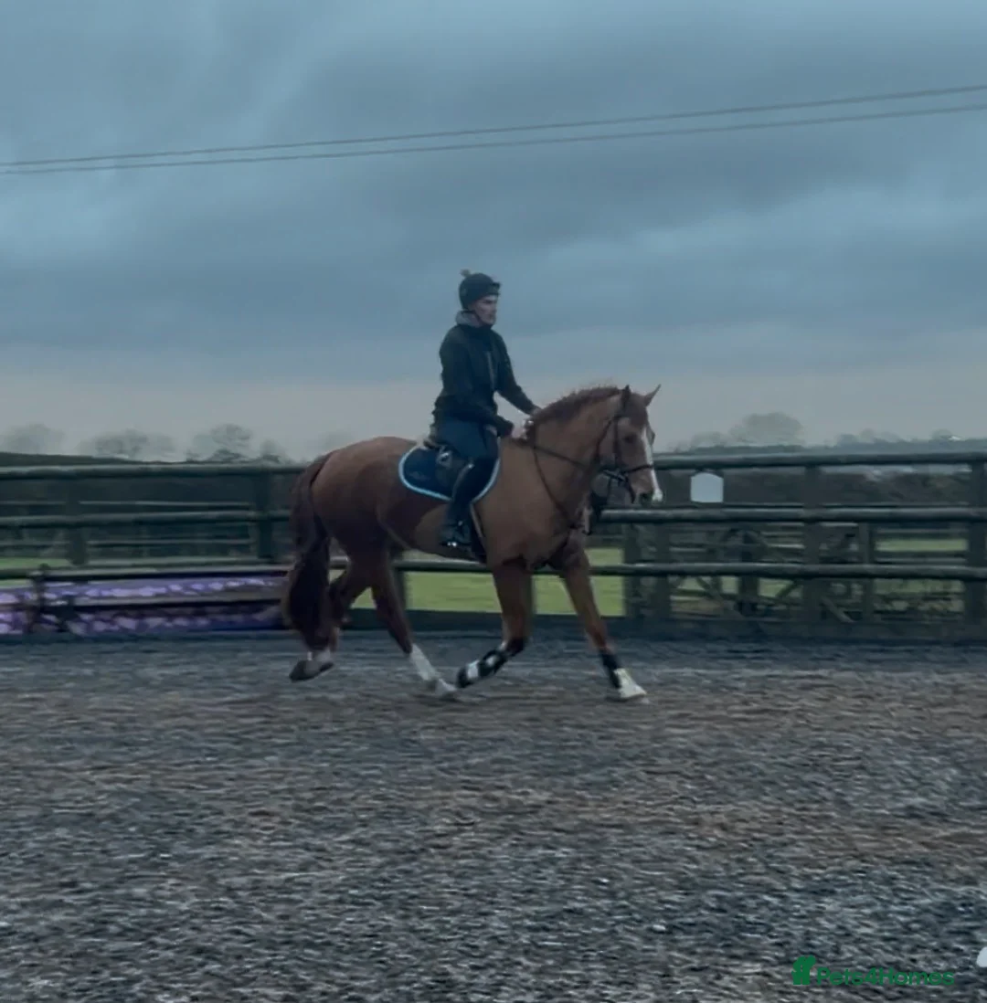 Irish Sports horses for sale: Family dream  - Advert 5