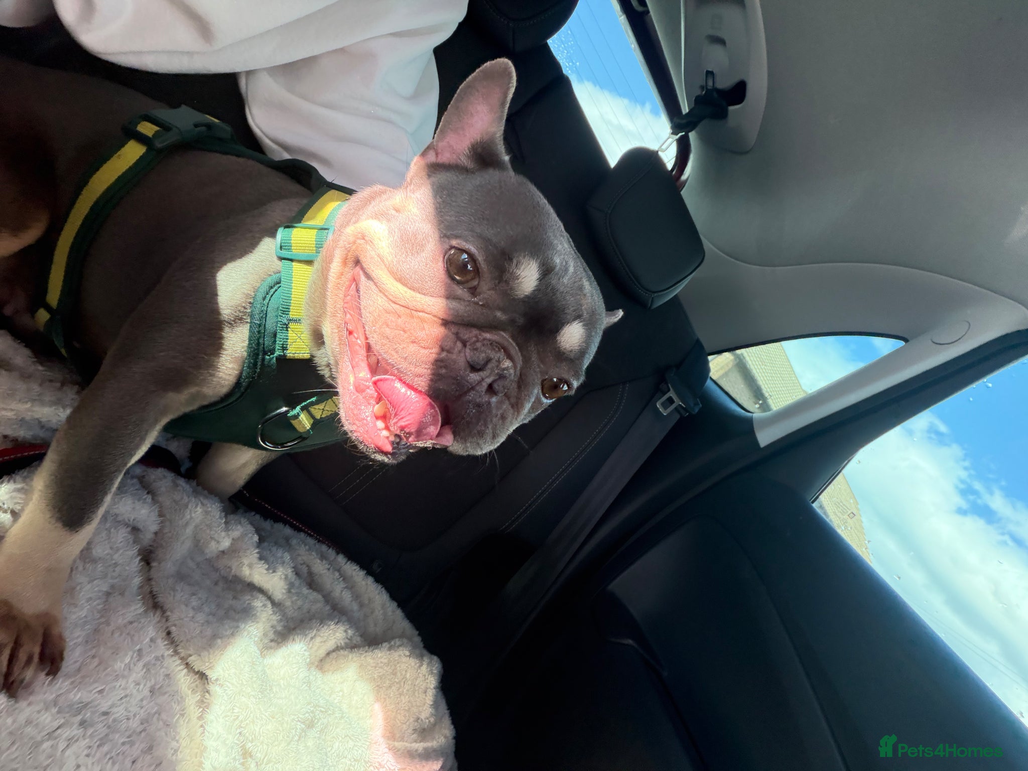 French Bulldog dogs for sale: LOVELY FEMALE FRENCHIE 4 yr old - Advert 1