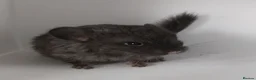 Chinchilla rodents for sale: Chinchilla Kits in Ashington - Advert 2