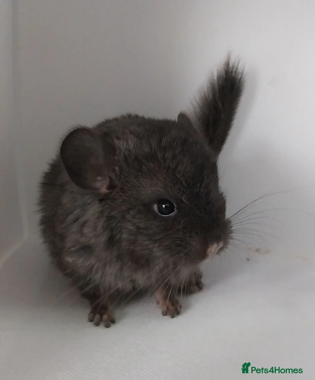 Chinchilla rodents for sale: Chinchilla Kits in Ashington - Advert 2