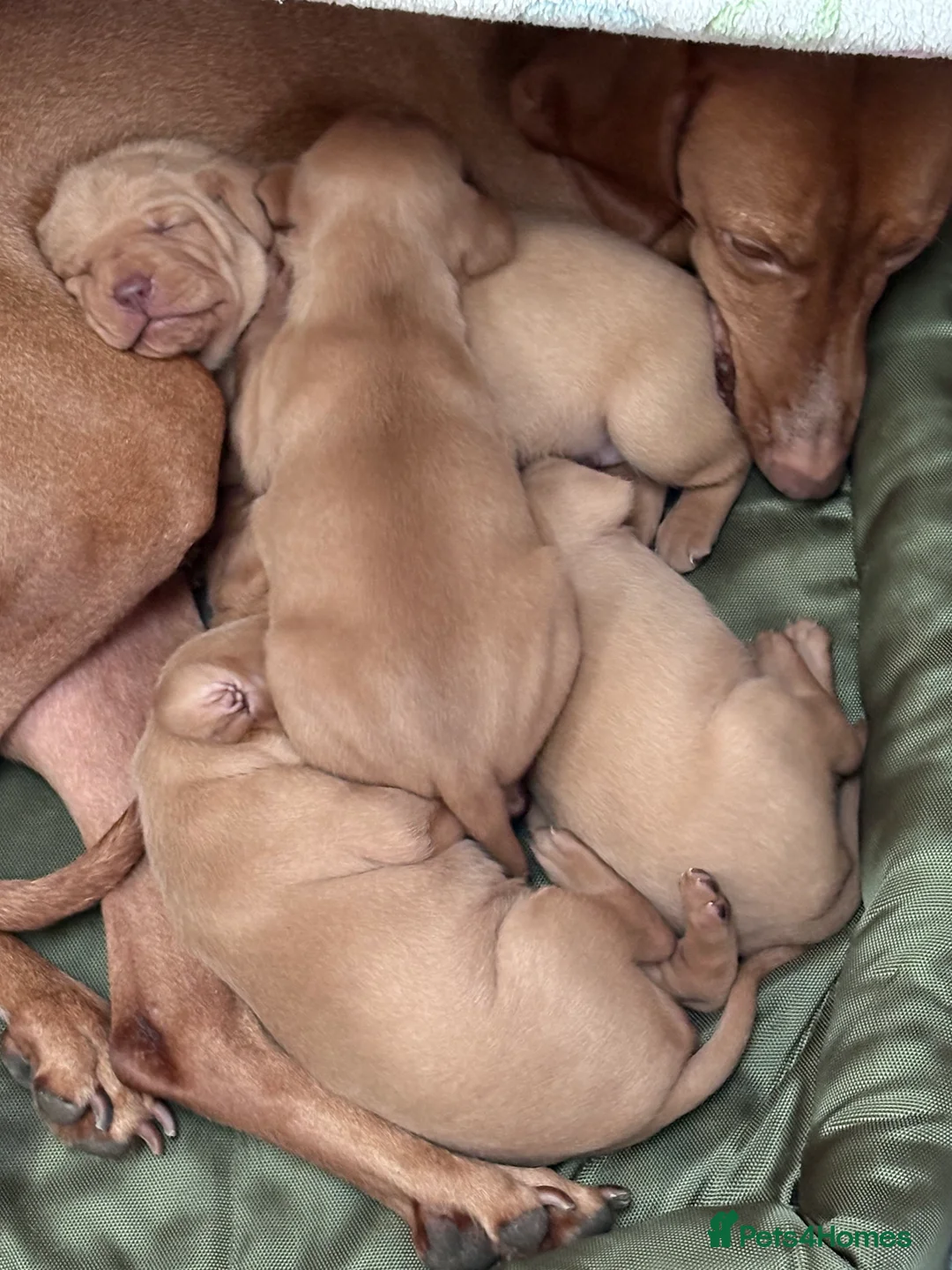 Hungarian Vizsla dogs for sale: Hookside Hungarian Viszla Puppies - Advert 14