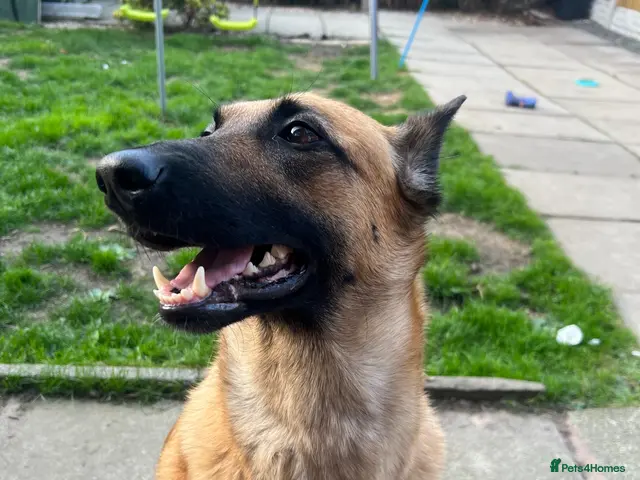 Mixed Breed dogs for sale: Belgian Malinois X Dutch Herder puppies. - Advert 2