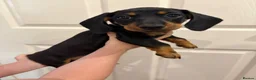 Dachshund dogs for sale: Male Dachshund puppy - Advert 13