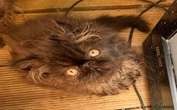 Persian cats for sale: Gorgeous Persians gccf registered pkd neg   - Image 20