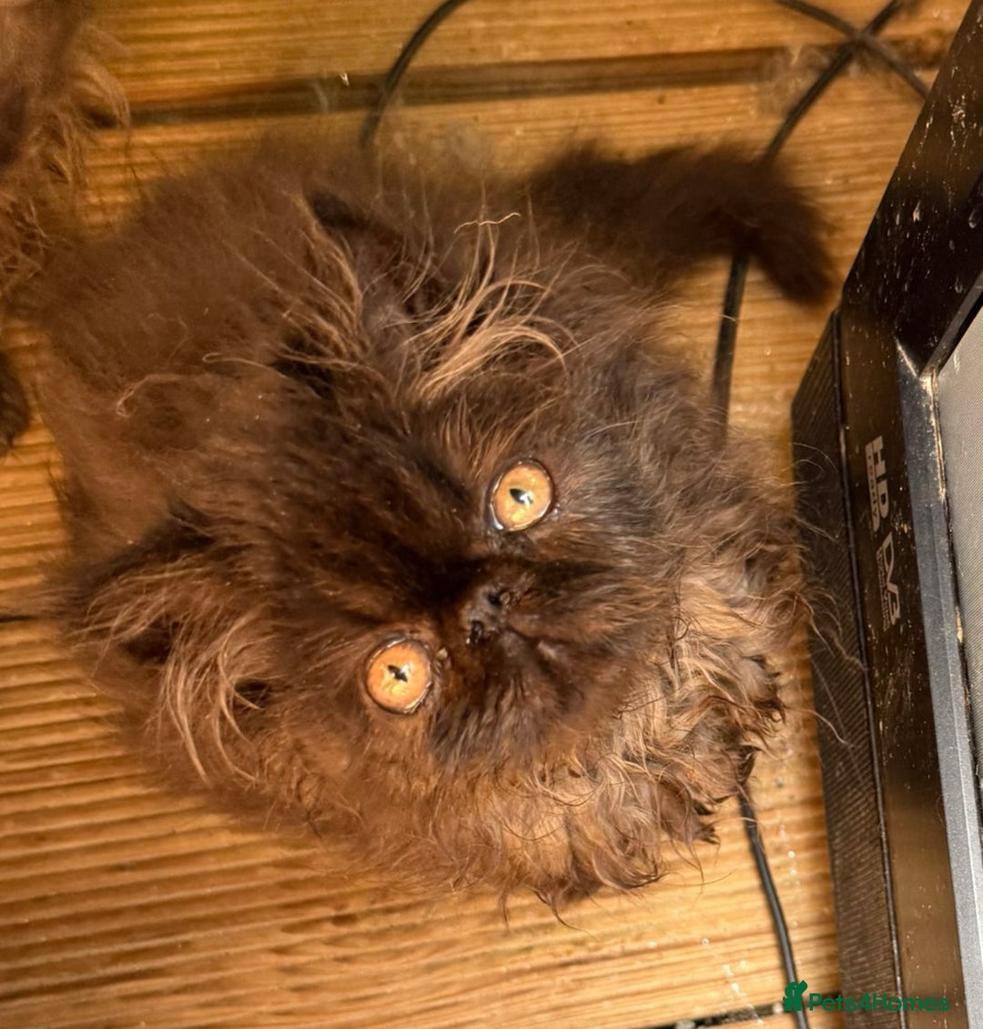 Persian cats for sale: Gorgeous Persians gccf registered pkd neg   - Image 20