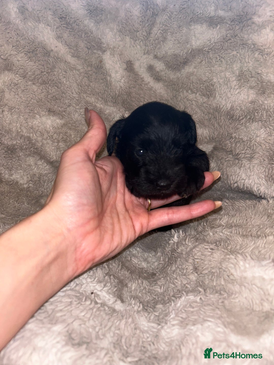 Miniature Schnauzer dogs for sale: Beautiful miniature schnauzer puppies - Image 4