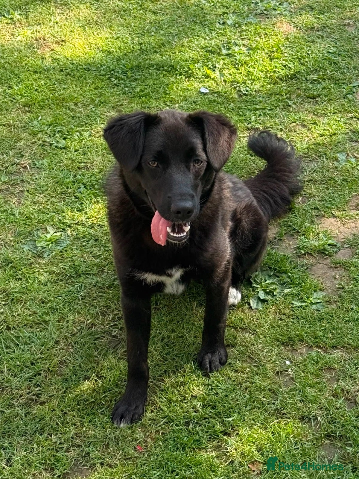 Mixed Breed dogs ❤️🐶 YUKI – SHE WAS NOT AFRAID OF MEN - Advert 2
