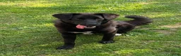 Mixed Breed dogs for adoption: ❤️🐶 YUKI – SHE WAS NOT AFRAID OF MEN in Rayleigh - Advert 1