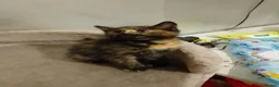 Mixed Breed cats for sale: Kittens - Advert 12