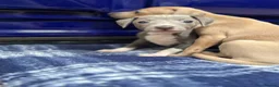 Italian Greyhound dogs for sale: The Most AMAZING colours! - Advert 16