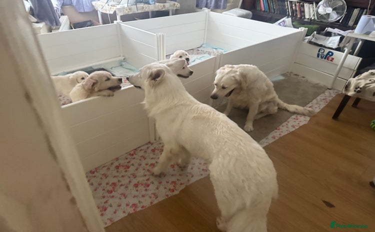 Golden Retriever dogs - Advert 1