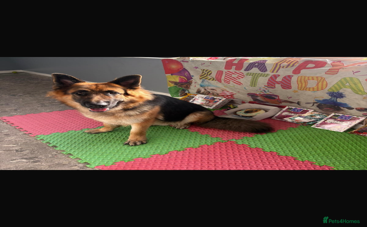 German Shepherd dogs - Advert 4