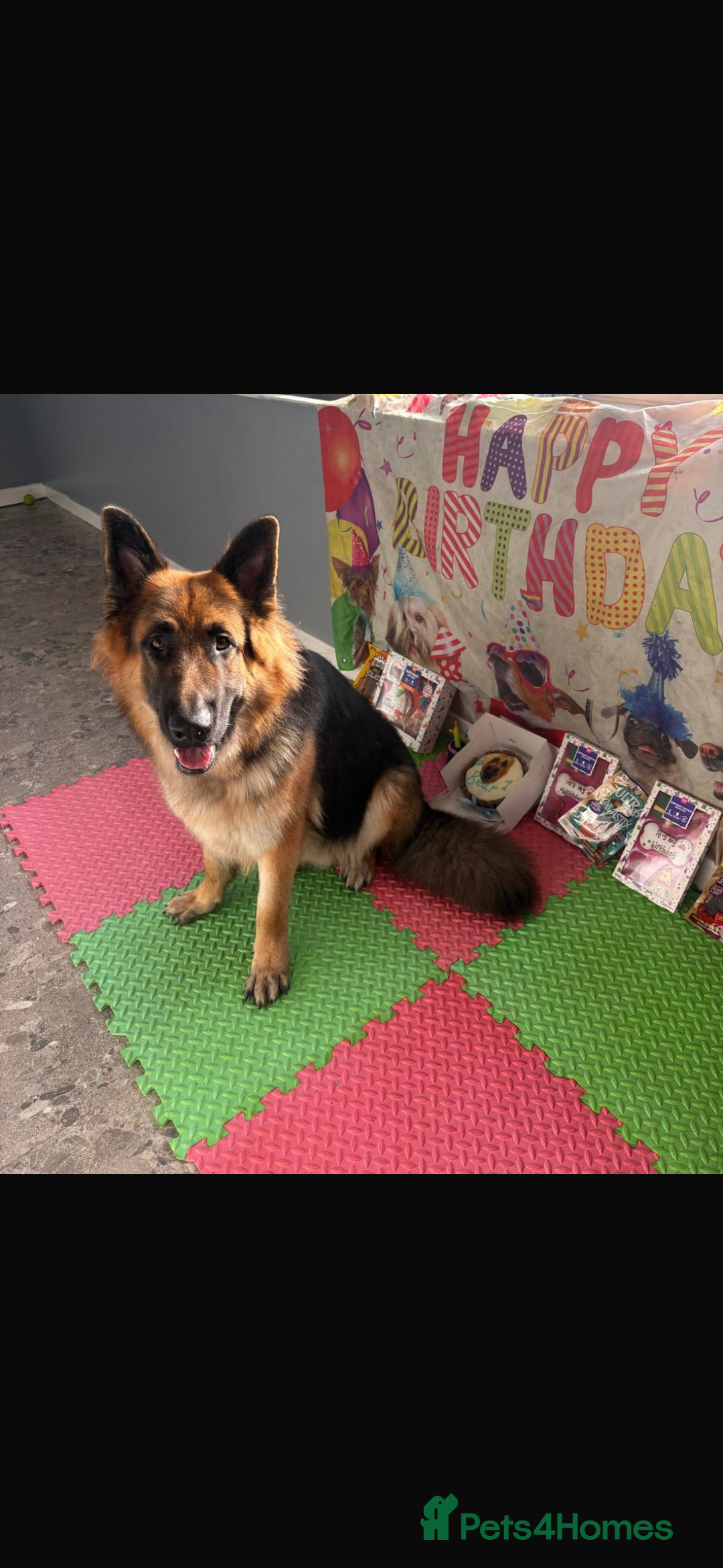 German Shepherd dogs for stud: Bearr - Image 1