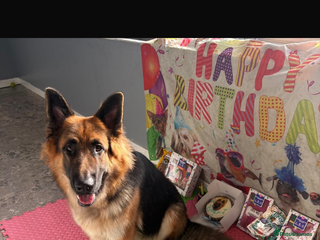 German Shepherd dogs - Advert 34