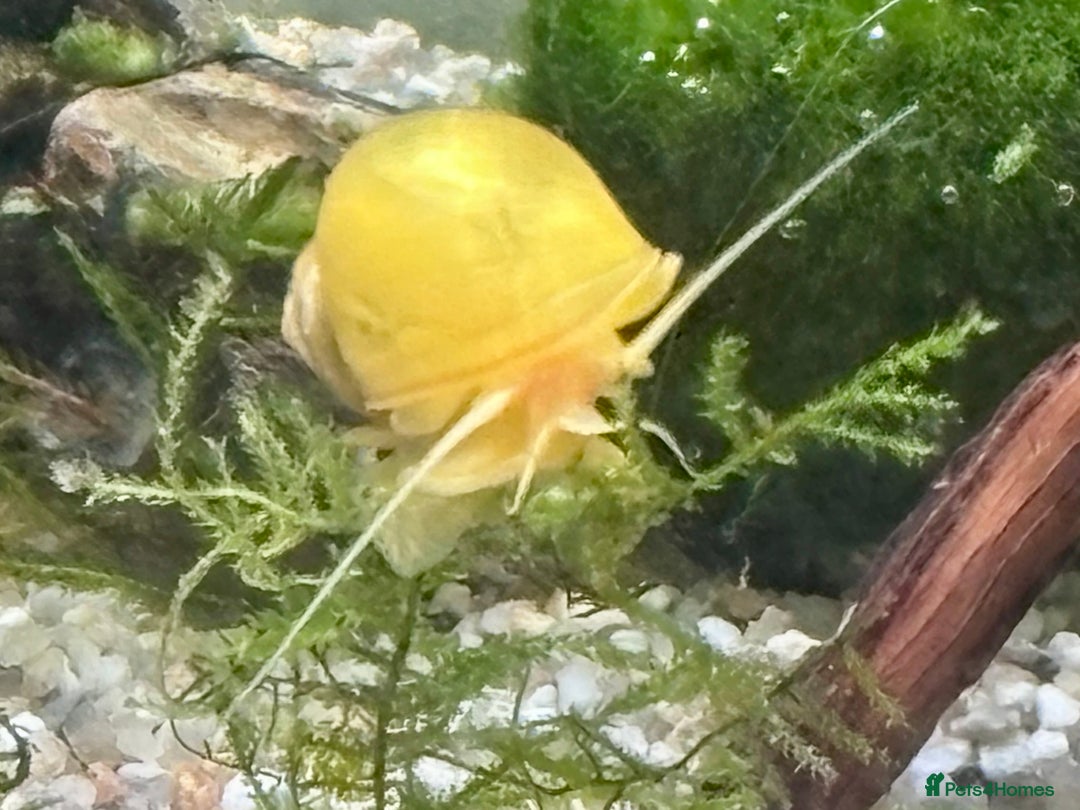 Snails fish for sale: Golden Apple Snails & Moss Balls  - Advert 8