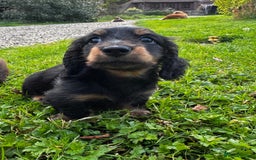 Miniature Dachshund dogs for sale: Miniature long-haired dachshund  - Image 5
