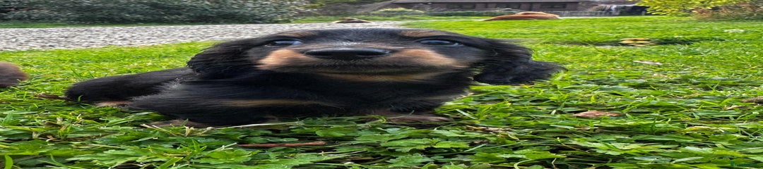 Miniature Dachshund Puppy 1