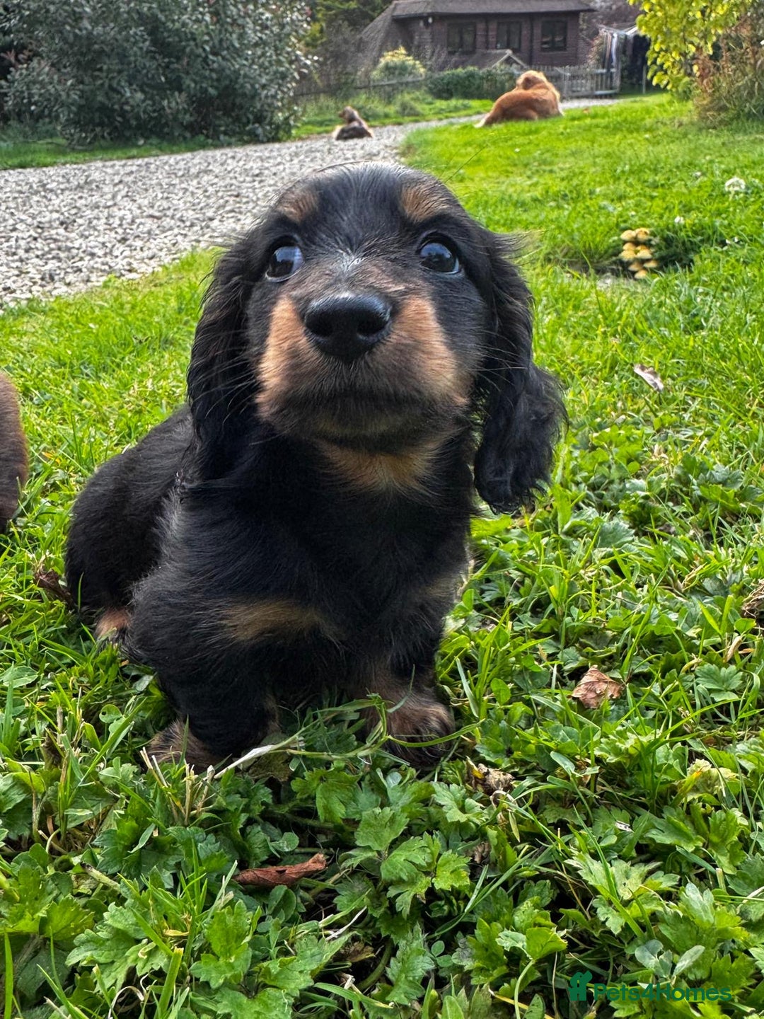Miniature Dachshund dogs for sale: Miniature long-haired dachshund  - Image 5