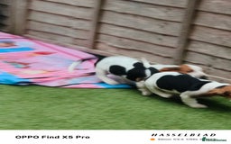 Basset Hound dogs for sale: Bassett Hound Puppies for Sale - Image 27
