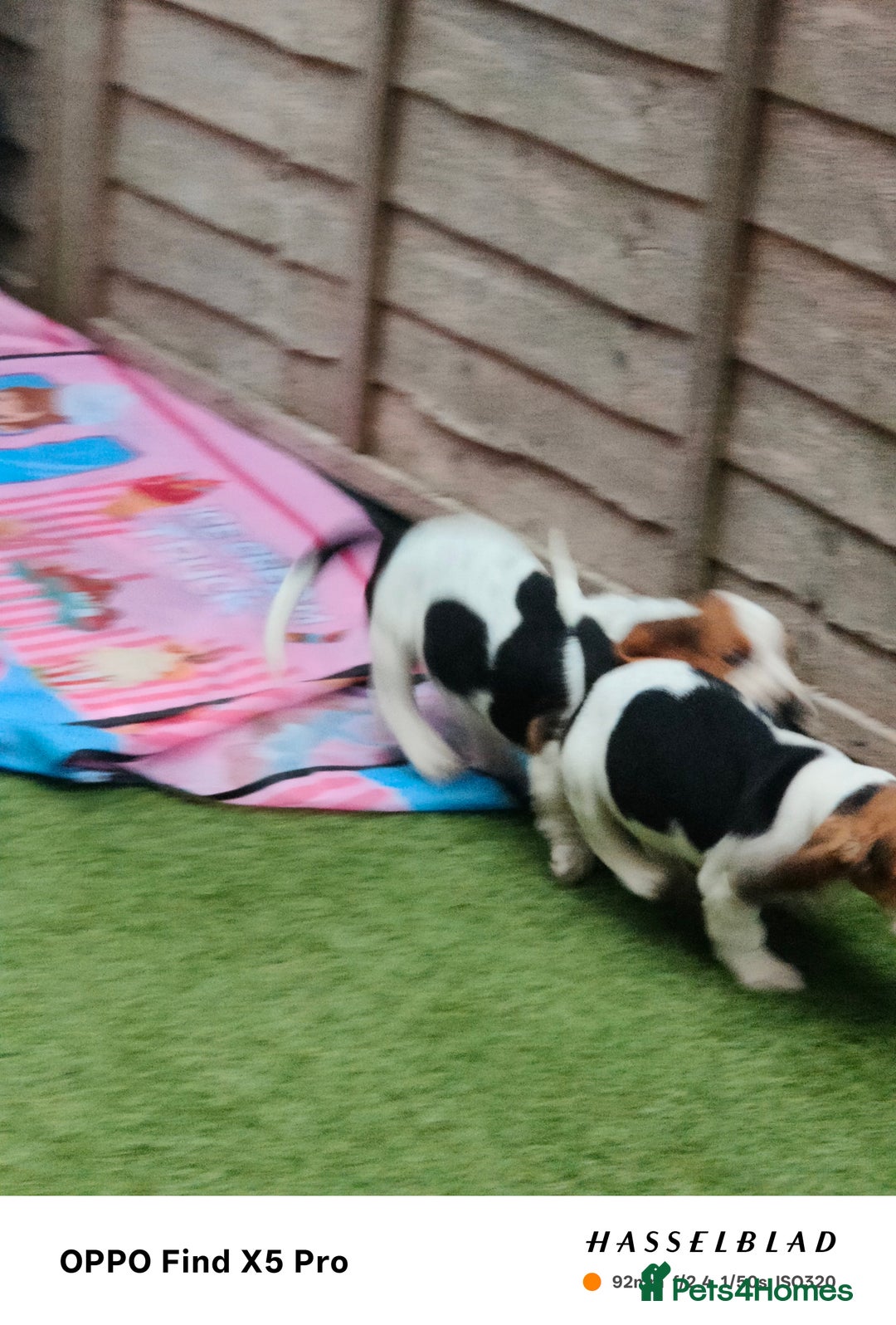 Basset Hound dogs for sale: Bassett Hound Puppies for Sale - Image 27
