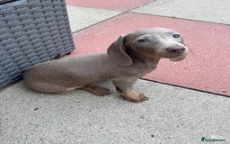 Miniature Dachshund dogs for sale: Miniature dachshund puppy. Read description  - Image 4